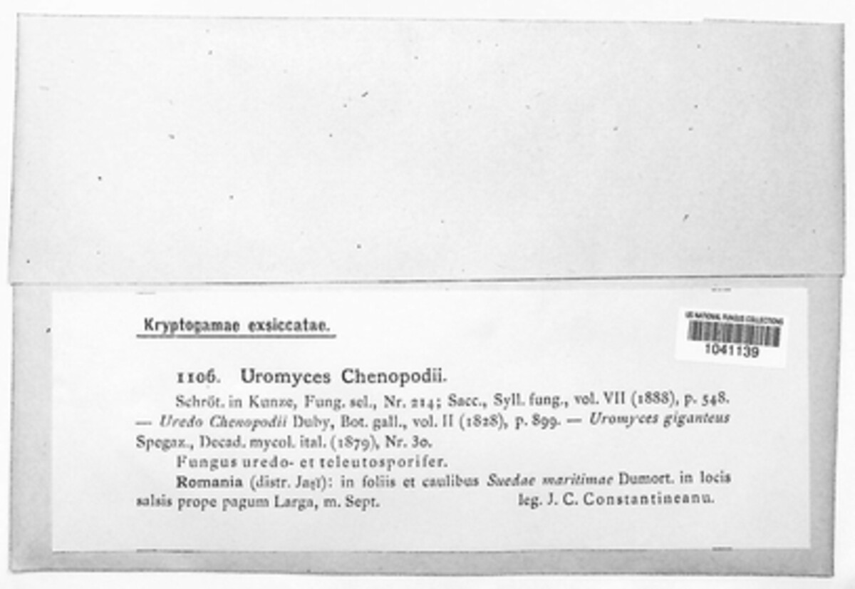 Uromyces chenopodii image